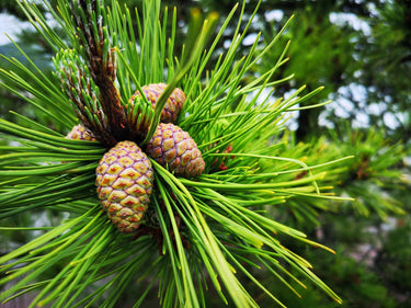 10 RED Japanese PINE TREE Korean Pinus Densiflora Evergreen Seeds
